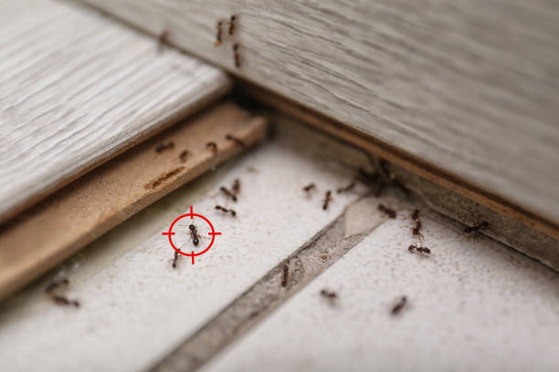 Best Insect Control  in Richland, MO