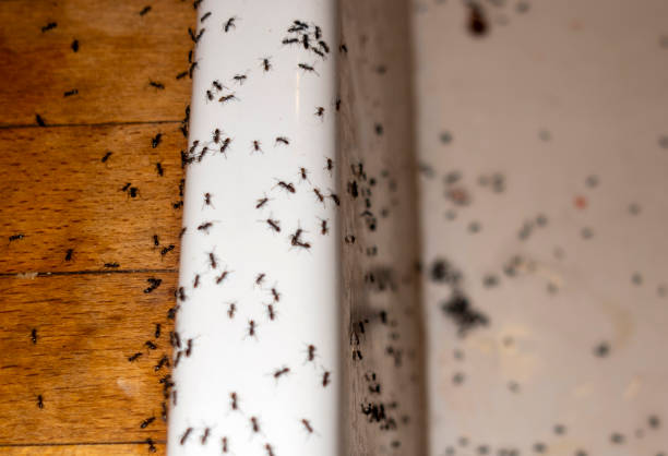 Best Affordable Pest Control Services  in Richland, MO